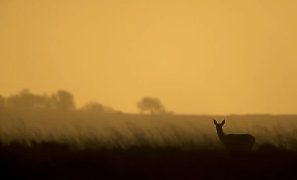 Red Deer (Cervus elaphus) hind, silhouetted on moorland at sunrise, Derbyshire, England, October