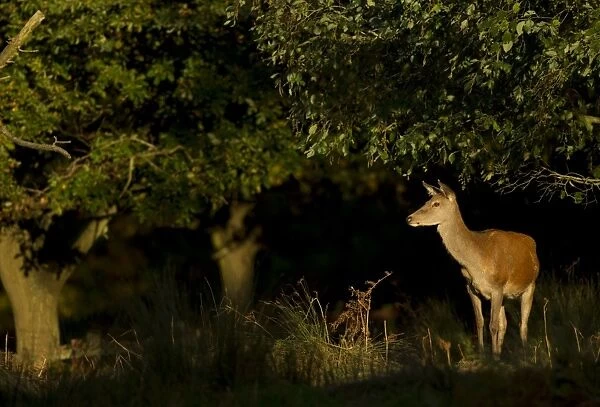Red Deer (Cervus elaphus) hind, standing in woodland, Bradgate Park, Leicestershire, England, October
