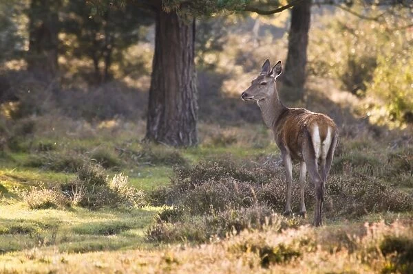 Red Deer (Cervus elaphus) hind, standing in heather amongst pine trees, New Forest, Hampshire, England, october