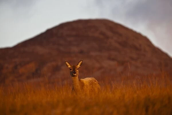 Red Deer (Cervus elaphus) hind, standing on moorland in morning sunlight, with Beinn Shiantaidh