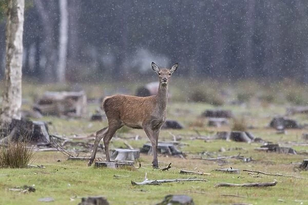 Red Deer (Cervus elaphus) hind, standing in woodland clearing during rainfall, Minsmere RSPB Reserve, Suffolk, England