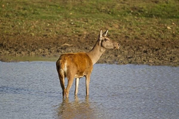 Red Deer (Cervus elaphus) hind, wading in pool, during rutting season, Minsmere RSPB Reserve, Suffolk, England, october