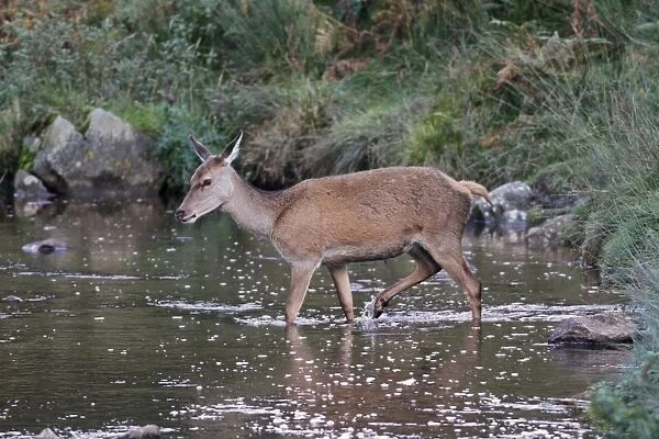 Red Deer (Cervus elaphus) hind, walking across brook, Leicestershire, England, October