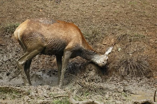 Red Deer (Cervus elaphus) hind, wallowing in mud during rutting season, Richmond Park, Surrey, England, September