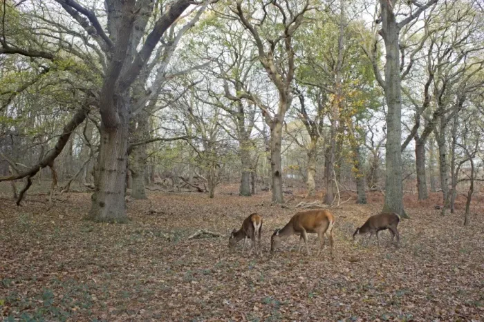 Framed Print : Red Deer (Cervus elaphus) hind and two yearling calves, feeding in woodland habitat, Minsmere RSPB Reserve, Suffolk, England, november Framed Print : Red Deer (Cervus elaphus) hind and two yearling calves, feeding in woodland habitat, Minsmere RSPB Reserve, Suffolk, England, november