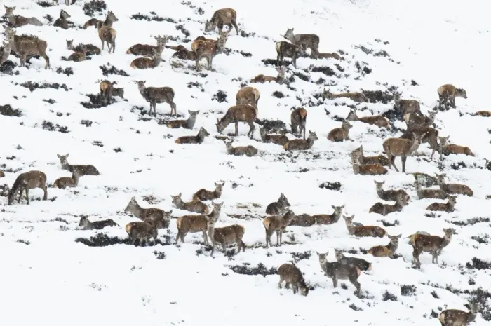 Framed Print : Red Deer (Cervus elaphus) hinds, juveniles and calves, herd resting on snow covered mountainside during snowfall Framed Print : Red Deer (Cervus elaphus) hinds, juveniles and calves, herd resting on snow covered mountainside during snowfall