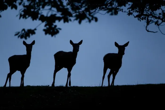 Framed Print : Red Deer (Cervus elaphus) three hinds, silhouetted at dusk, during rutting season, Bradgate Park, Leicestershire, England, november Framed Print : Red Deer (Cervus elaphus) three hinds, silhouetted at dusk, during rutting season, Bradgate Park, Leicestershire, England, november
