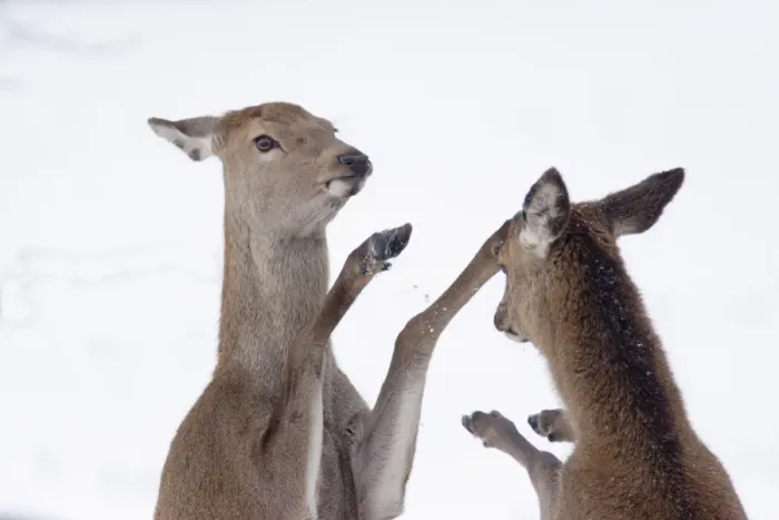 Framed Print : Red Deer (Cervus elaphus) two hinds, boxing, fighting to establish dominance in snow, close-up of heads and front legs, Yorkshire, England, december