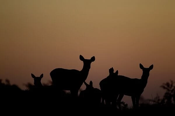 Red Deer (Cervus elaphus) hinds, herd silhouetted at sunset, during rutting season, Bradgate Park, Leicestershire, England, november