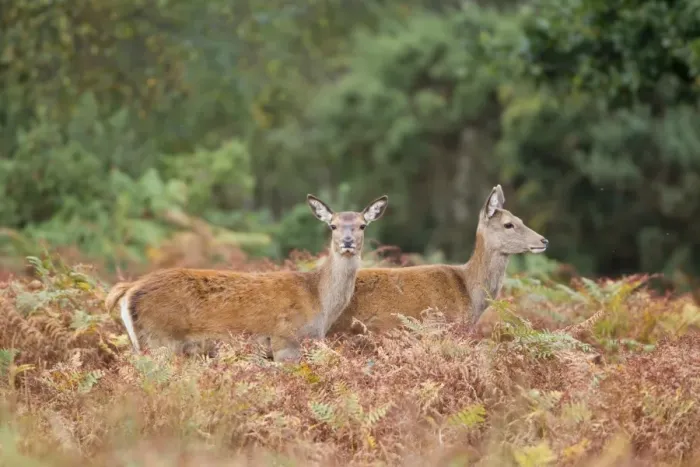 Framed Print : Red Deer (Cervus elaphus) two hinds, standing amongst bracken, Minsmere RSPB Reserve, Suffolk, England, October Framed Print : Red Deer (Cervus elaphus) two hinds, standing amongst bracken, Minsmere RSPB Reserve, Suffolk, England, October