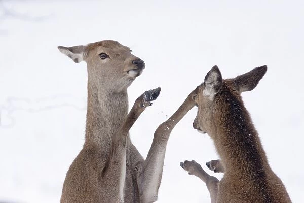 Red Deer (Cervus elaphus) two hinds, boxing, fighting to establish dominance in snow, close-up of heads and front legs, Yorkshire, England, december