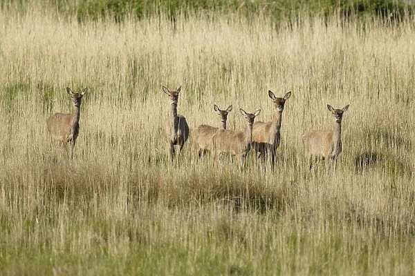 Red Deer (Cervus elaphus) hinds and calves, standing in reedbed, Minsmere RSPB Reserve, Suffolk, England, May