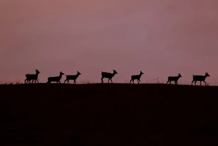 Framed Print : Red Deer (Cervus elaphus) hinds and calves, silhouetted at sunset, Minsmere RSPB Reserve, Suffolk, England, october Framed Print : Red Deer (Cervus elaphus) hinds and calves, silhouetted at sunset, Minsmere RSPB Reserve, Suffolk, England, october
