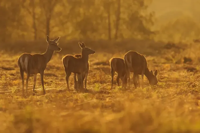 Framed Print : Red Deer (Cervus elaphus) hinds and calves, grazing, backlit at dusk, Bradgate Park, Leicestershire, England, October Framed Print : Red Deer (Cervus elaphus) hinds and calves, grazing, backlit at dusk, Bradgate Park, Leicestershire, England, October
