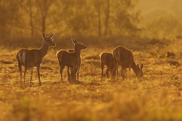 Red Deer (Cervus elaphus) hinds and calves, grazing, backlit at dusk, Bradgate Park, Leicestershire, England, October