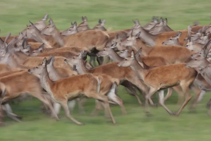 Framed Print : Red Deer (Cervus elaphus) hinds and immature stags, herd running, blurred movement, Studley Royal Deer Park, Studley Roger, North Yorkshire, England, september Framed Print : Red Deer (Cervus elaphus) hinds and immature stags, herd running, blurred movement, Studley Royal Deer Park, Studley Roger, North Yorkshire, England, september