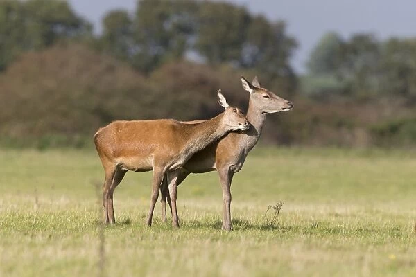 Red Deer (Cervus elaphus) two hinds, one rubbing against other, during rutting season, Minsmere RSPB Reserve, Suffolk
