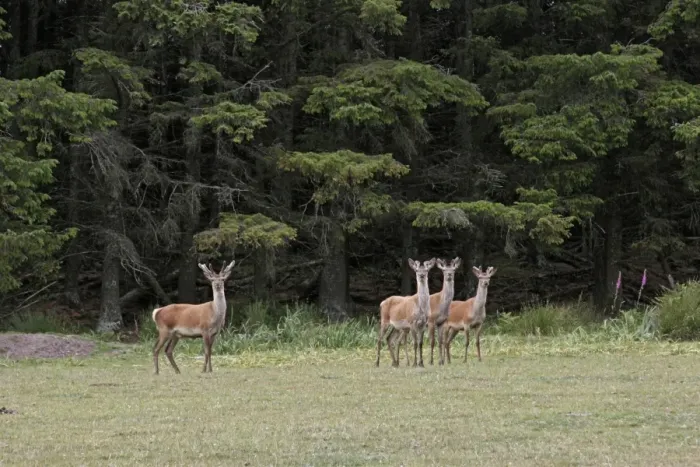 Framed Print : Red Deer (Cervus elaphus) four immature stags, standing at edge of conifer woodland, Isle of Jura, Inner Hebrides, Scotland, june Framed Print : Red Deer (Cervus elaphus) four immature stags, standing at edge of conifer woodland, Isle of Jura, Inner Hebrides, Scotland, june