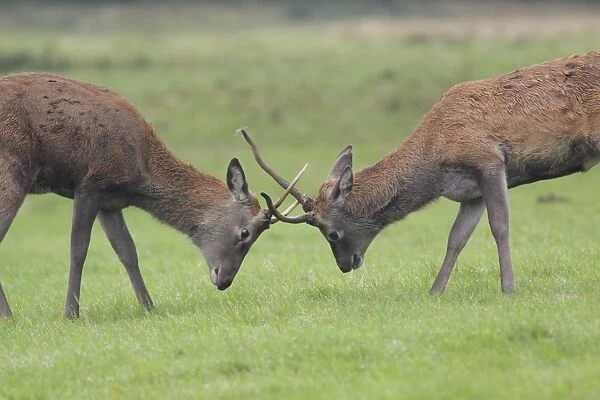 Red Deer (Cervus elaphus) two immature stags, fighting during rutting season, Studley Royal Deer Park, Ripon