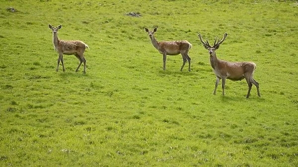 Red Deer (Cervus elaphus) mature stag, hind and juvenile stag, standing on grass, Italian Alps, Italy, June