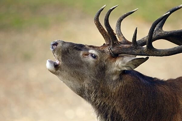 Red Deer (Cervus elaphus) mature stag, close-up of head, with open preorbital scent gland, roaring rutting season