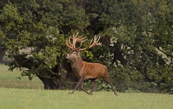 Red Deer (Cervus elaphus) mature stag, running during rutting season, Norfolk, England