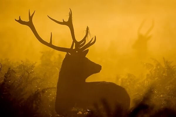 Red Deer (Cervus elaphus) mature stag, standing in woodland clearing watching pricket juvenile stag