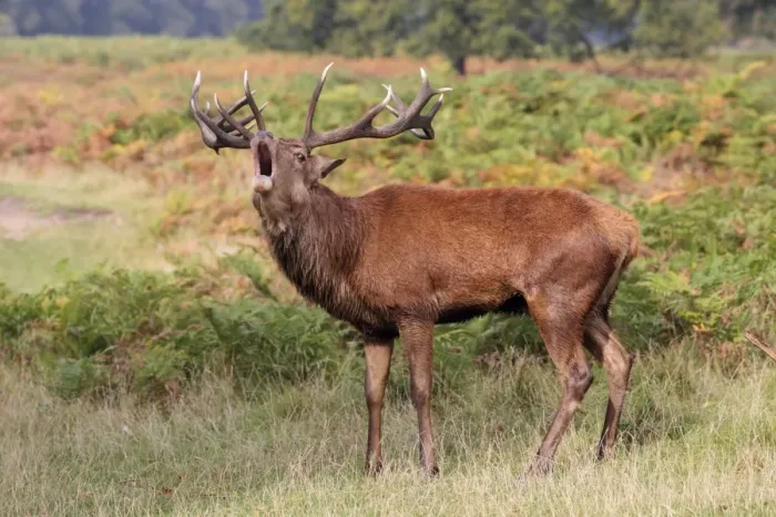 Framed Print : Red Deer (Cervus elaphus) mature stag, roaring during rutting season, Bushy Park, Richmond upon Thames, London Framed Print : Red Deer (Cervus elaphus) mature stag, roaring during rutting season, Bushy Park, Richmond upon Thames, London