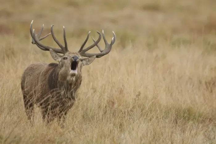 Framed Print : Red Deer (Cervus elaphus) mature stag, roaring during rutting season, Bradgate Park, Leicestershire, England, October