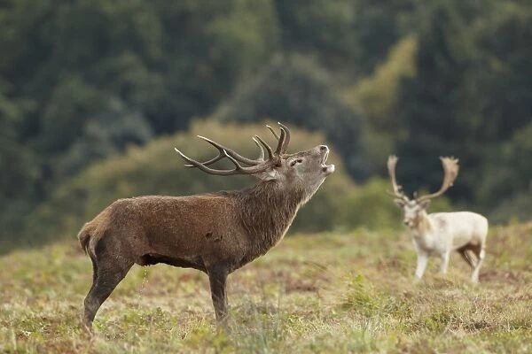 Red Deer (Cervus elaphus) mature stag, roaring during rutting season, with Fallow Deer (Dama dama) buck, in background