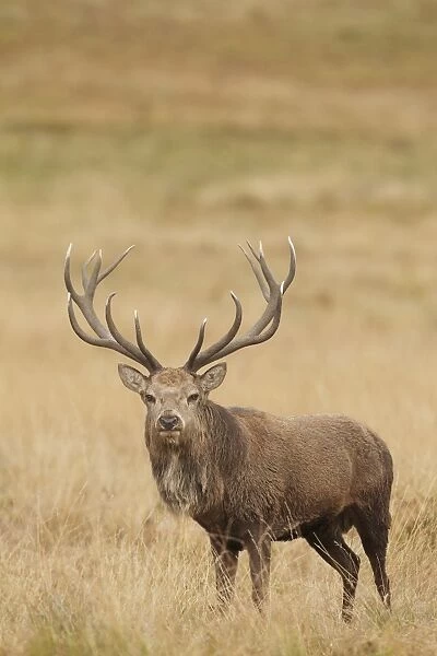 Red Deer (Cervus elaphus) mature stag, standing in grass during rutting season, Bradgate Park, Leicestershire, England