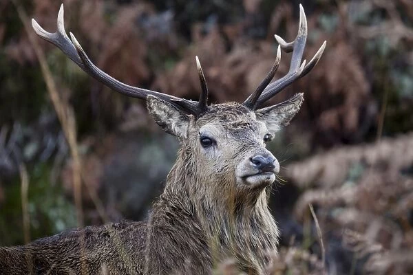 Red Deer (Cervus elaphus) mature stag, close-up of head, Ruantallan Estate, Isle of Jura, Inner Hebrides, Scotland