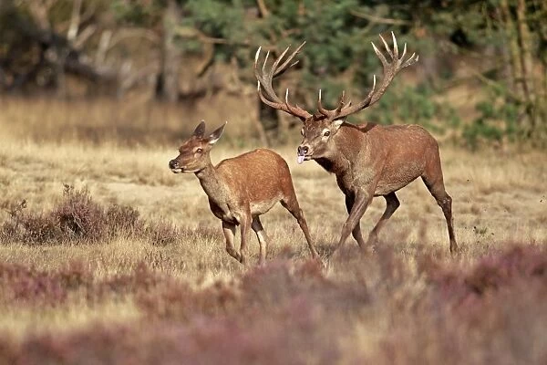 Red Deer (Cervus elaphus) mature stag, following hind during rutting season, running in wooded heathland