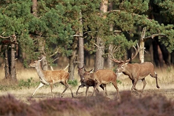 Red Deer (Cervus elaphus) mature stag, following hinds during rutting season, running in wooded heathland