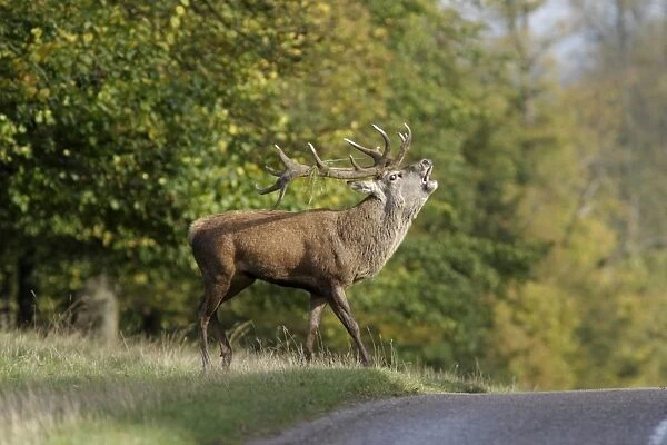 Red Deer (Cervus elaphus) mature stag, with grass in antlers, roaring, walking towards road, Studley Royal Deer Park