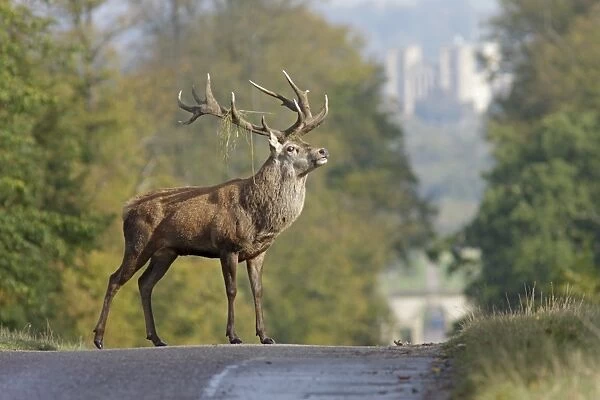Red Deer (Cervus elaphus) mature stag, with grass in antlers, standing on road, view towards Ripon Cathedral