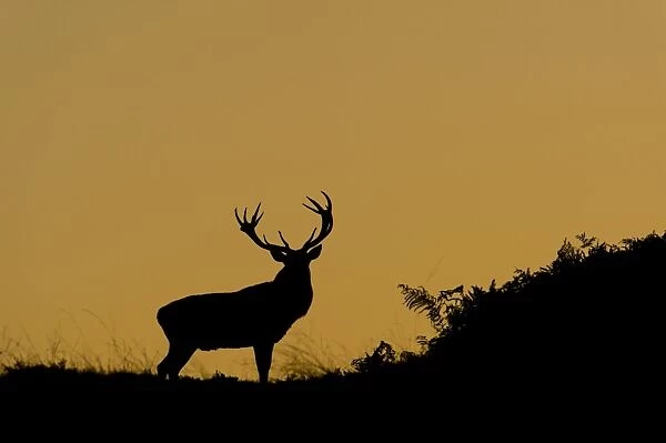 Red Deer (Cervus elaphus) mature stag, silhouetted at dusk, during rutting season, Bradgate Park, Leicestershire