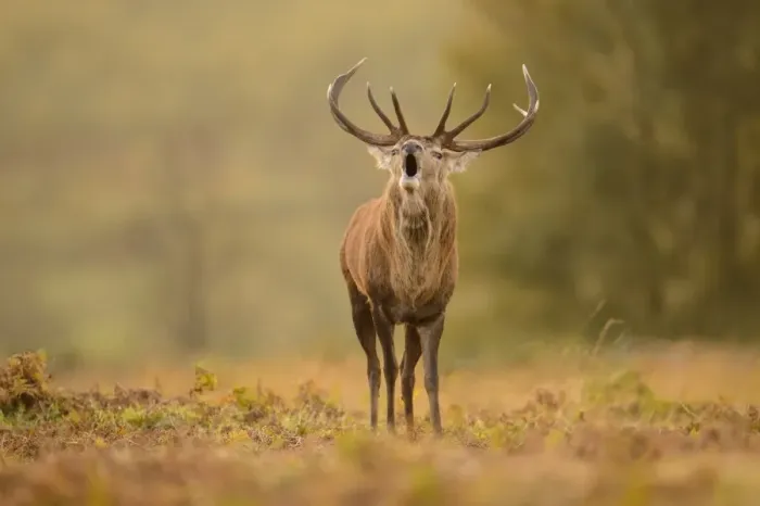 Framed Print : Red Deer (Cervus elaphus) mature stag, roaring, during rutting season, Bradgate Park, Leicestershire, England, October Framed Print : Red Deer (Cervus elaphus) mature stag, roaring, during rutting season, Bradgate Park, Leicestershire, England, October