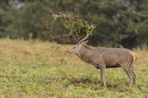 Red Deer (Cervus elaphus) mature stag, thrashing bracken with antlers, displaying during rutting season, Bradgate Park