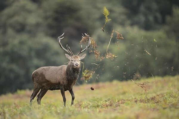 Red Deer (Cervus elaphus) mature stag, thrashing bracken with antlers, displaying during rutting season, Bradgate Park
