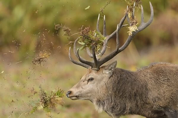 Red Deer (Cervus elaphus) mature stag, close-up of head, thrashing bracken with antlers