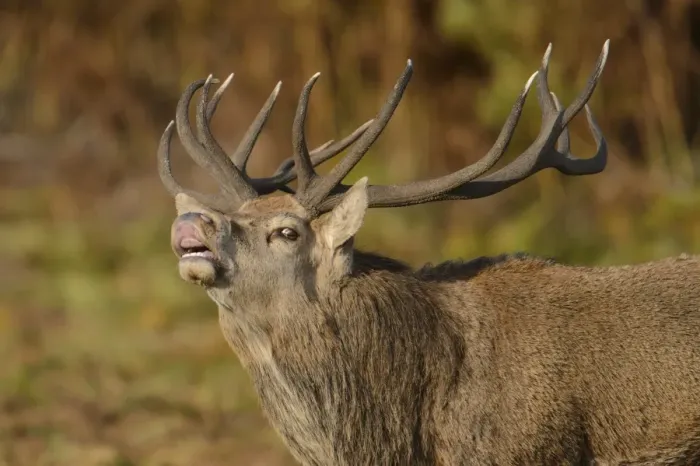 Framed Print : Red Deer (Cervus elaphus) mature stag, close-up of head, in flehmen, during rutting season, Bradgate Park