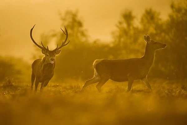 Red Deer (Cervus elaphus) mature stag, chasing hind at dusk, during rutting season, Bradgate Park, Leicestershire