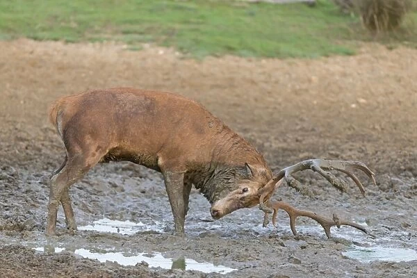 Red Deer (Cervus elaphus) mature stag, rubbing antlers in mud, standing in wallow during rutting season