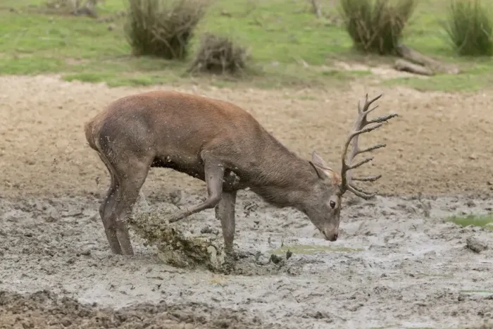 Framed Print : Red Deer (Cervus elaphus) mature stag, kicking mud in wallow, during rutting season, Minsmere RSPB Reserve, Suffolk