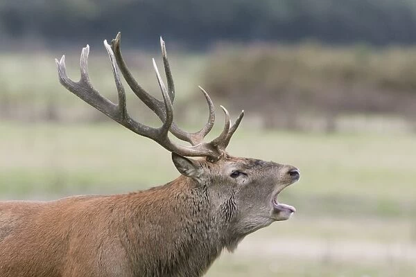 Red Deer (Cervus elaphus) mature stag, close-up of head, roaring, during rutting season, Minsmere RSPB Reserve