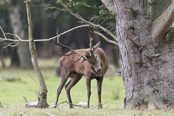Red Deer (Cervus elaphus) mature stag, rubbing antlers on tree at woodland edge, during rutting season