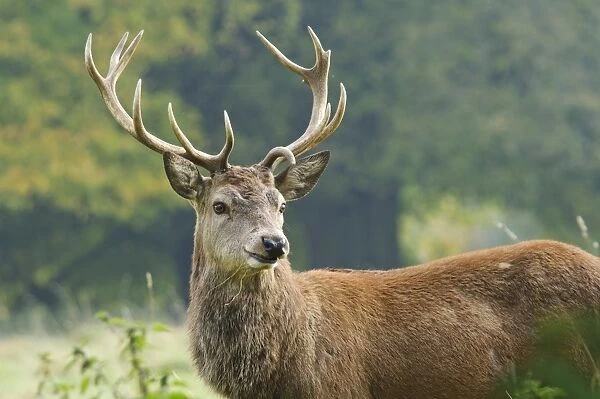 Red Deer (Cervus elaphus) mature stag, with asymetric antlers, standing at edge of woodland, near Ripon