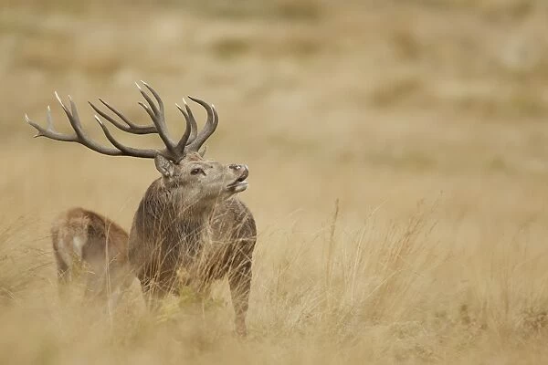 Red Deer (Cervus elaphus) mature stag, in flehmen, scenting nearby hind during rutting season, Bradgate Park