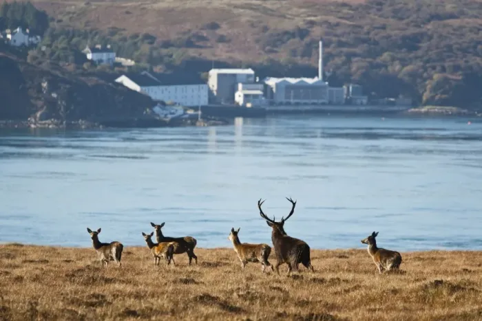 Framed Print : Red Deer (Cervus elaphus) mature stag with group of hinds, during rutting season